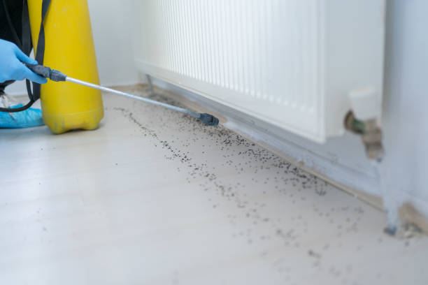 Professional Pest Control in Madera, CA